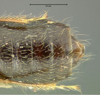 Media type: image;   Entomology 24065 Aspect: abdomen ventral view